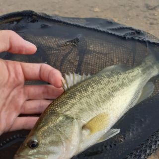 Foto de pesca con mosca