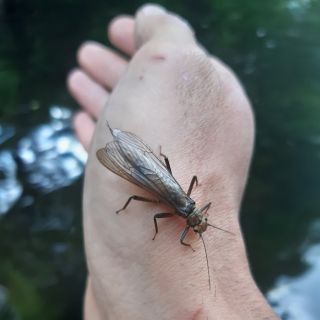 Foto de pesca con mosca