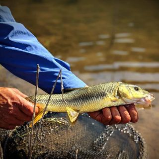 Foto de pesca con mosca