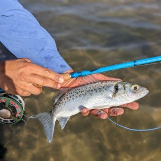 Fly fishing picture