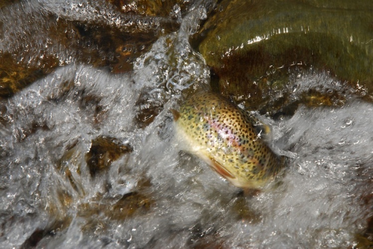 No es una trucha muy grande, pero la foto me gusta mucho por que da la sensación de que la trucha saltará desde la foto.
-----
Its not a big trout, but I really like this photo, because it generates the sensation that the trout will jump out of the pict