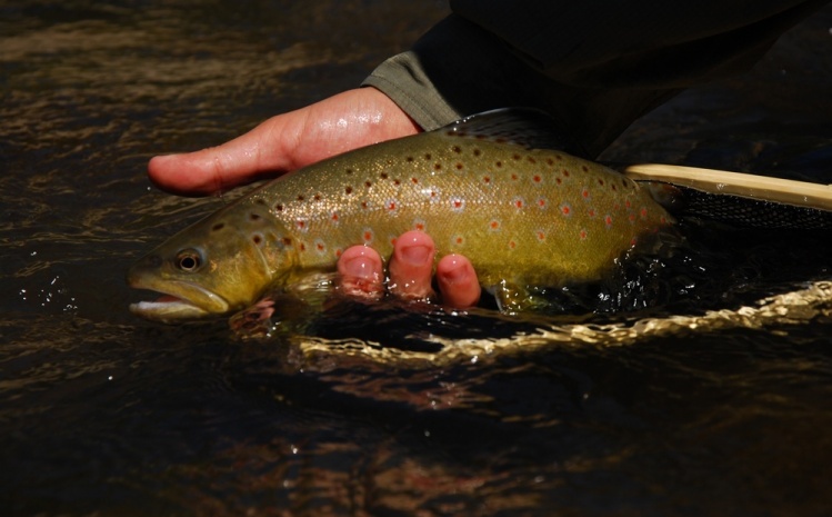 Una de las truchas más lindas que he capturado cerca de Santiago, Chile.

One of the most beautiful trouts I have captured near Santiago, Chile