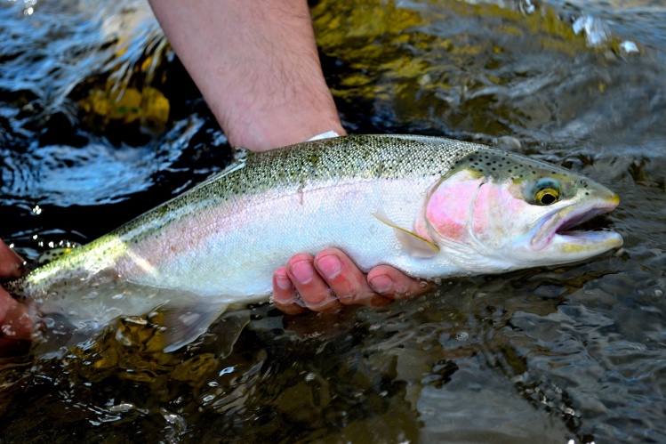 For more pictures like us on facebook at www.facebook.com/adiposeflyfishing