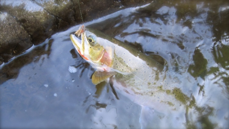 Westslope Cutthroat Trout in native waters