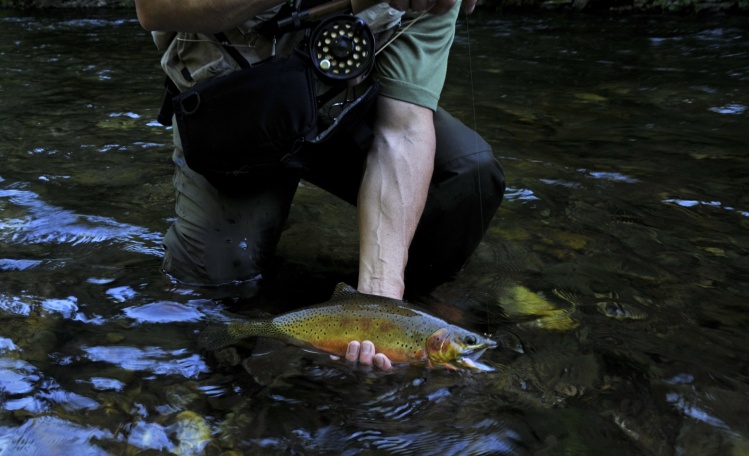 Mature, male, Westslope, Cutthroat trout