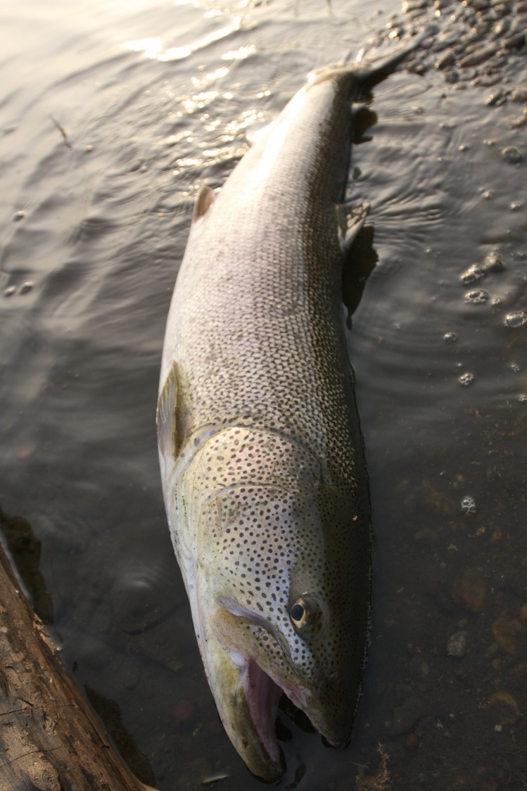 &lt;p&gt;Japanese Hucho(Hucho perryi)&lt;/p&gt;North Hokkaido in Japan