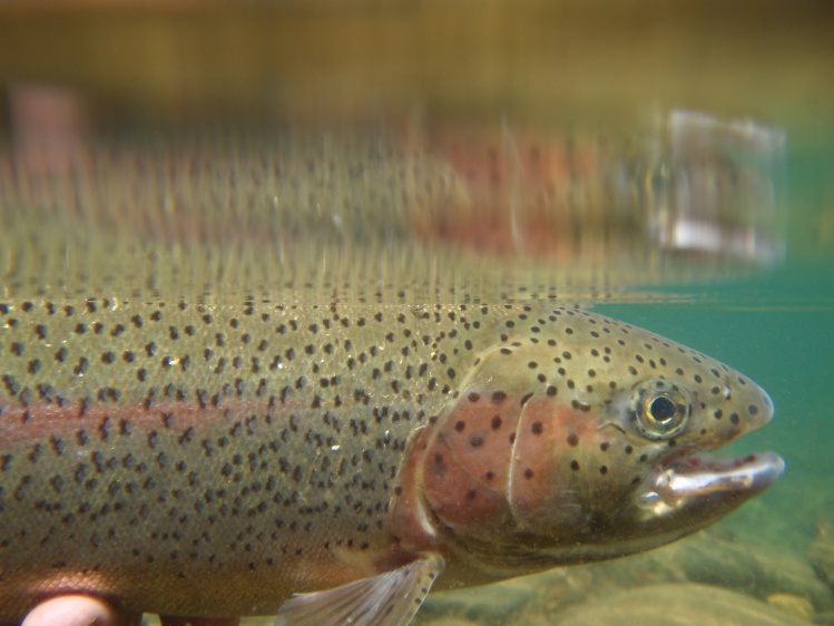 Underwater photo of a rainbow trout