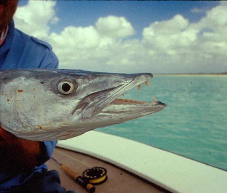 Bahamas Barracuda, about 40 lbs