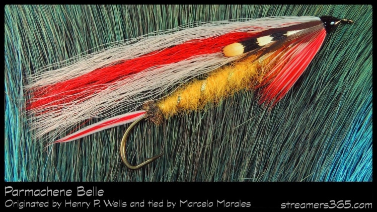 Parm. Belle tied by Marcello Morales