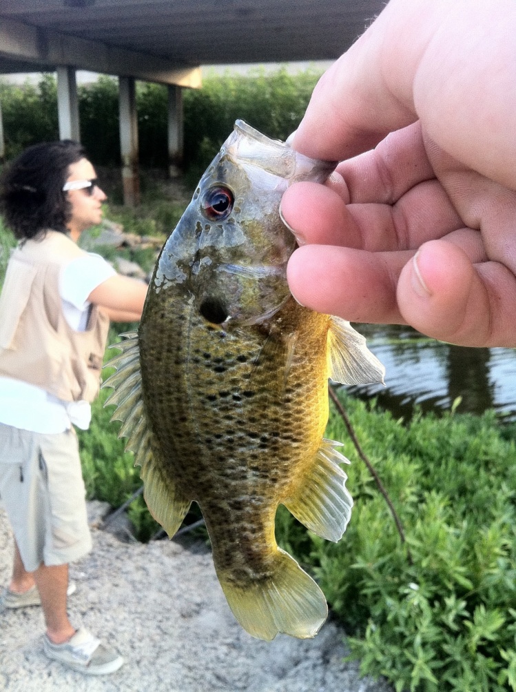 Warmouth or Rock Bass as I call them.