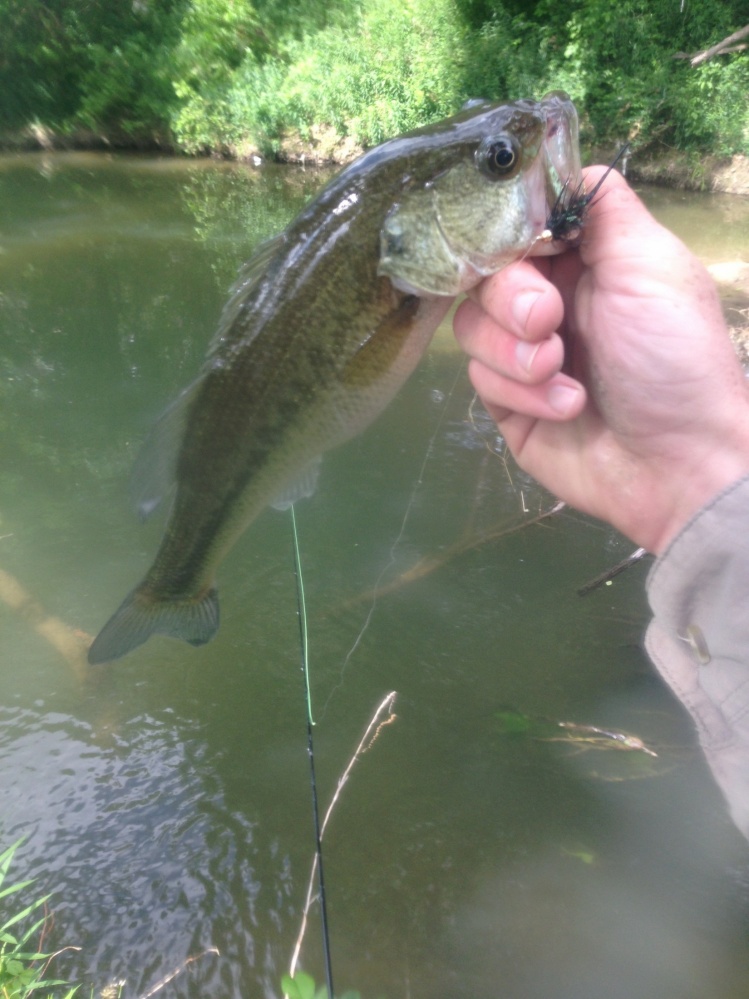 Nice small creek bass.