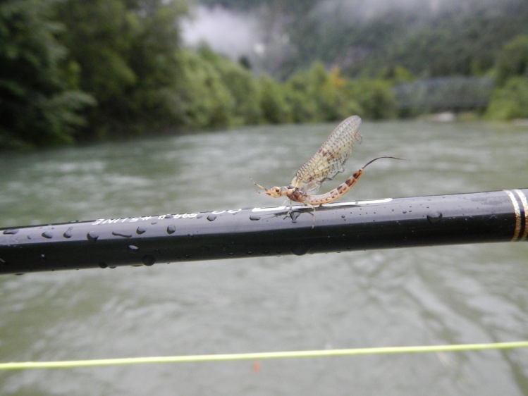 Our friend ephemera Danica on the Sava