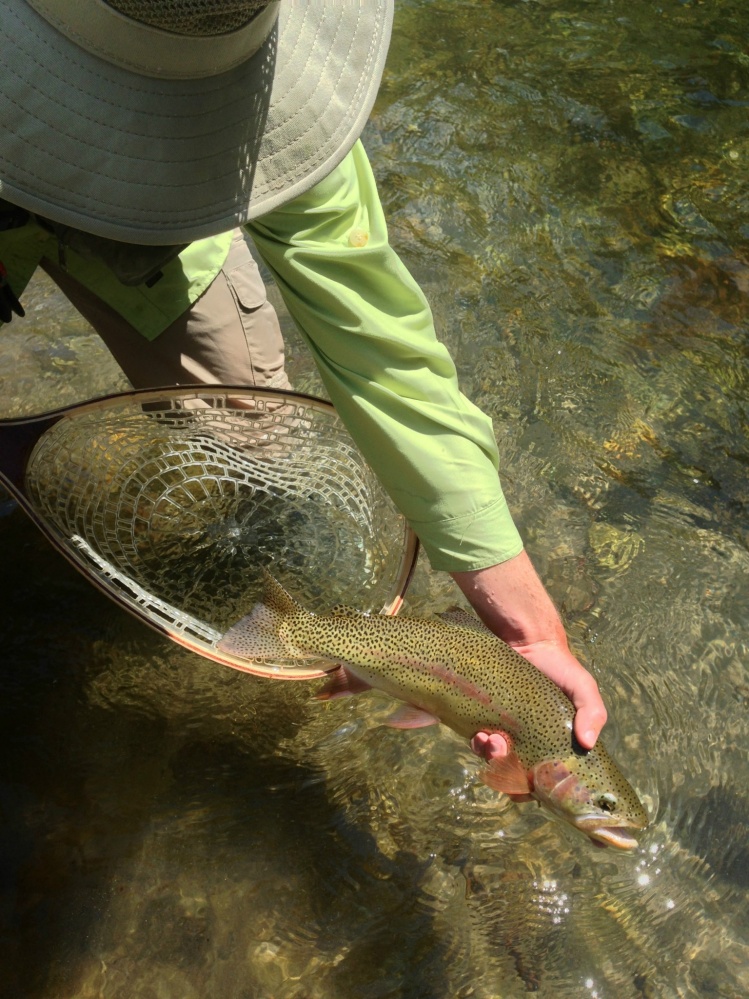 An absolutely gorgeous rainbow.  The picture, like many pictures of beautiful trout, does not do her justice.