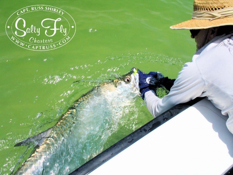 Captain Russ Shirley of Salty Fly Charters holding a small tarpon at boatside for angler and Tampa fly shop owner Enver Hysni. Caught at Ft. DeSoto Beach in beautiful St. Petersburg, Florida.