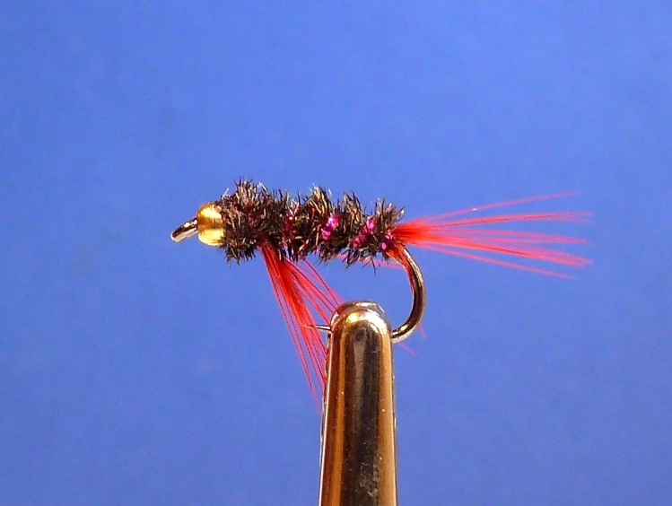 red diawl bach