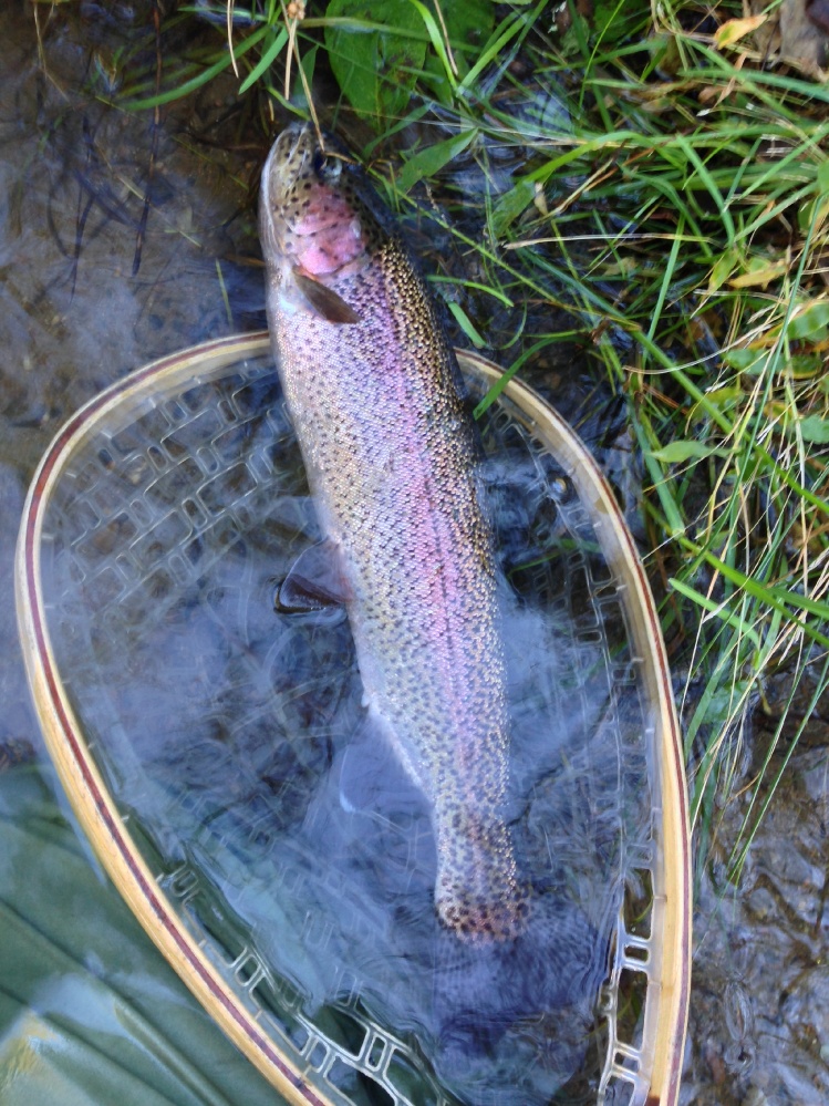 A nice rainbow just around 20 inches.
