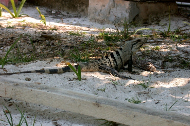 This was the biggest Iguana I saw in Belize. About 5' long. Thankfully they're vegetarian.