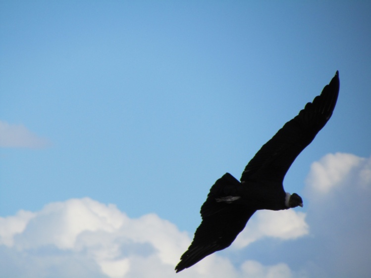 Condor de la Patagonia