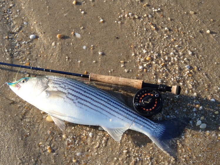 Fat chunk fall striper fell for a Clouser in the wash, a good hard fight.