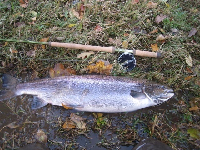 Salmon 95 cm / 38 inches
Caught on a Willie Gun
Released after the photo
