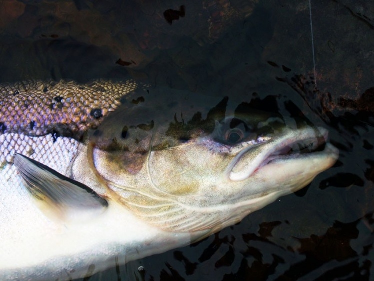 Chavanga salmon
