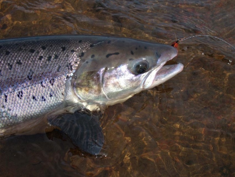 Chavanga river salmon