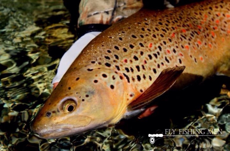 Backcountry trout, red spots
