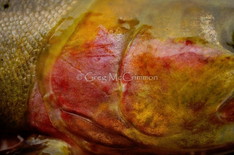 Crimson &amp; Gold! Nothing like a native cutthroat!!!

Check us out @ www.highonnatives.com