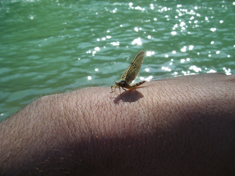 mayfly on Klokot river (Bosnia)