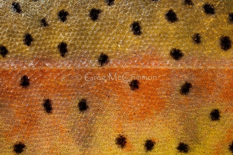Greenback Cutthroat Trout Camo ©

High On Natives ®