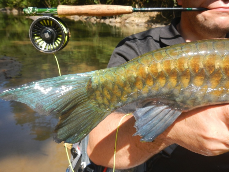 Stracheyi Mahseer caught on dry fly in the Cheow Lan jungle
