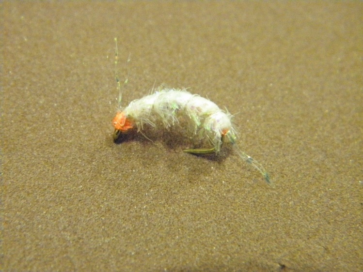 Disco Shrimp