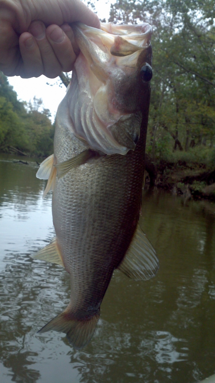Small Large Mouth Bass on the Neuse River in Raleigh NC