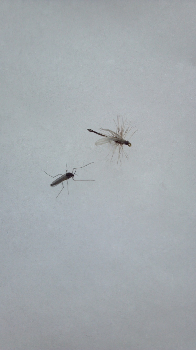 Here's a sz. 22 BZ's Twisted Midge next to it's counterpart on a snowbank from the Fryingpan River.
