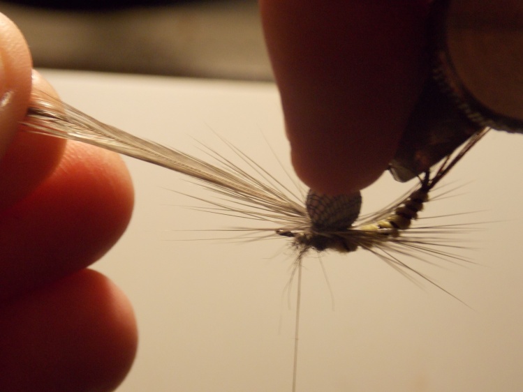 now with your finger or hackle plies start to wrap the hackle around the poly ball 6 times .