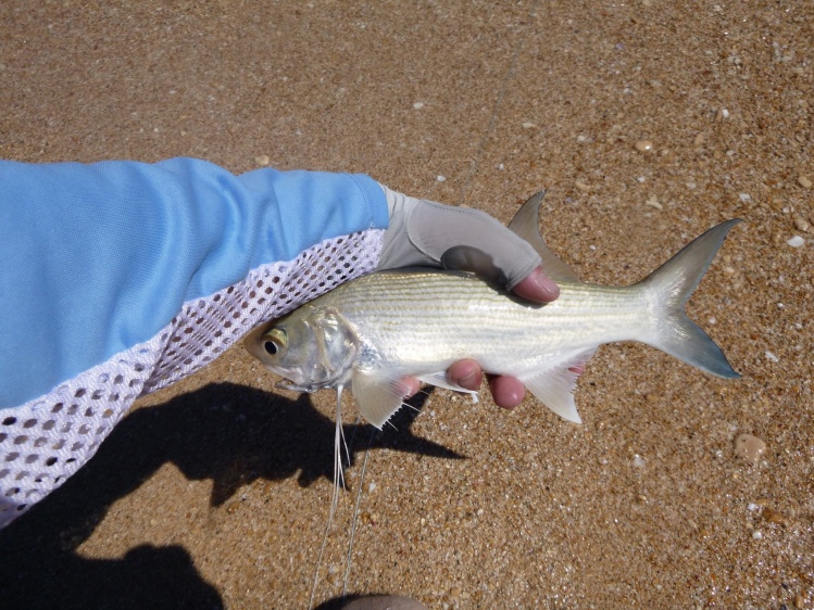 Northern Threadfin that couldn't resist a yellow Clouser.