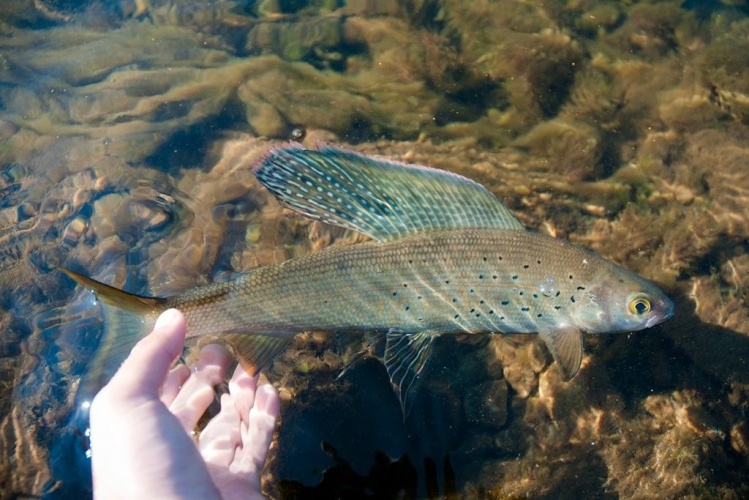 Grayling in northern BC