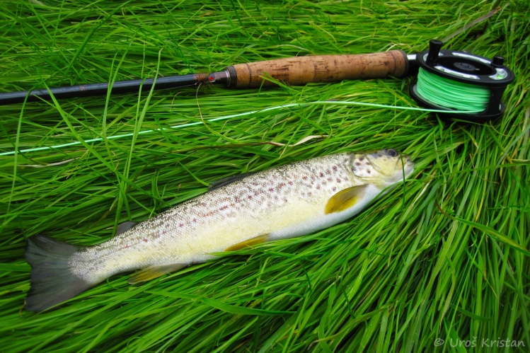Hybrid between brown trout and marble trout caught on a dry fly