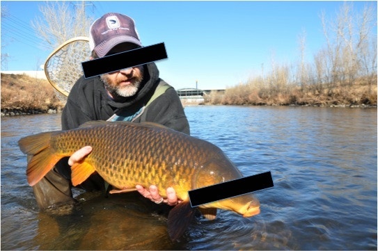 Thanks for all the great feedback on my last article.  Here is another quick river report from our home water here in Denver, CO.  <a href="http://troutsflyfishing.com/news/fly-fishing-report-winter-south-platte-carp/">http://troutsflyfishing.com/news/fly-fishing-report-winter-south-platte-carp/</a>