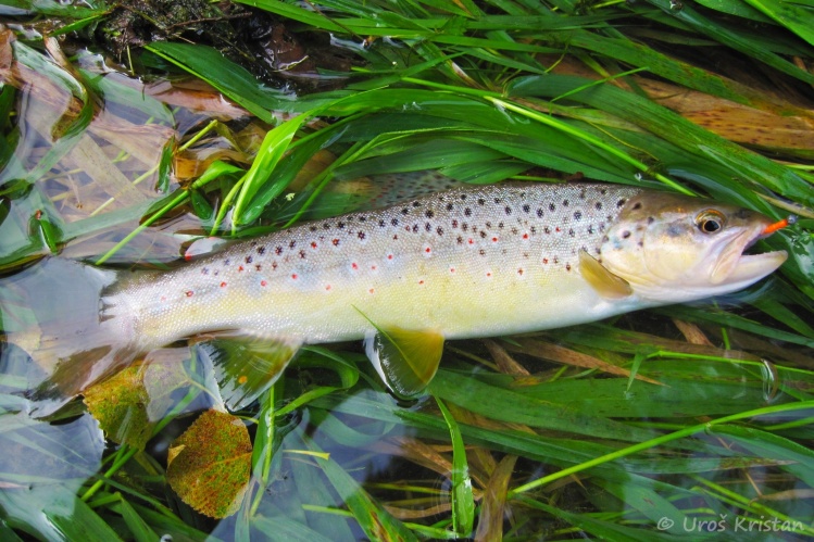 Brown trout from Mala "small" Ljubljanica