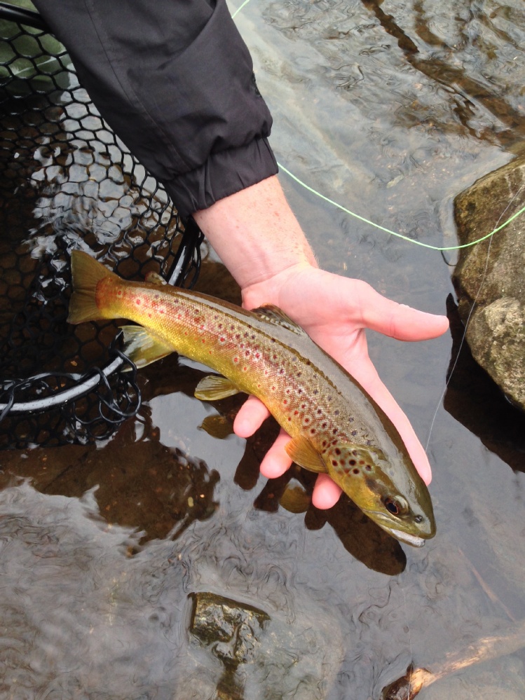 A lovely wild brown.  Really cool spots.