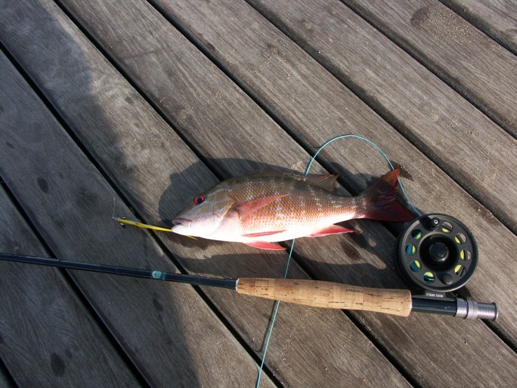 red snapper 