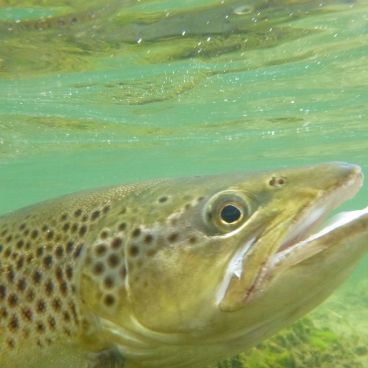 South Island brown trout