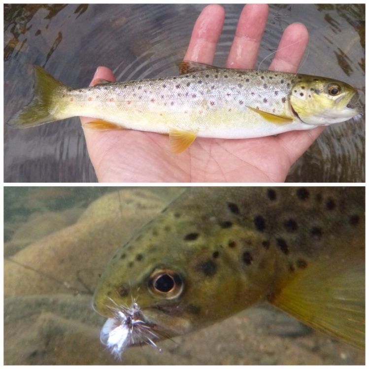 Victorian highlands small stream dryfly brown trout
