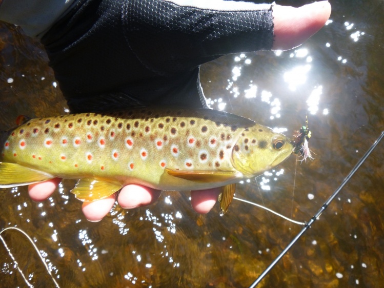 Central Victoria small stream dryfly brown trout