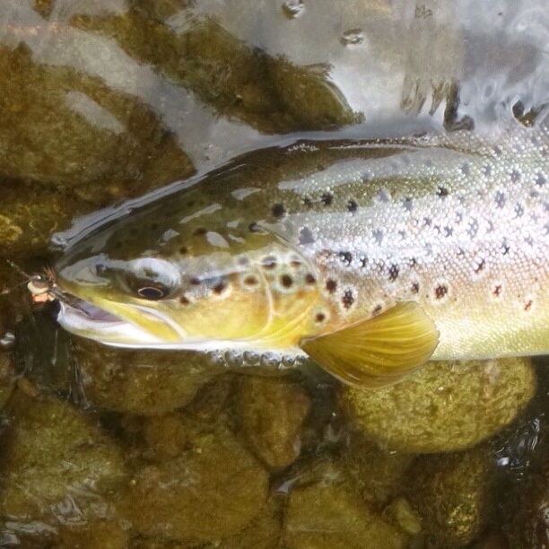 New Zealand river dry fly cicada brown trout