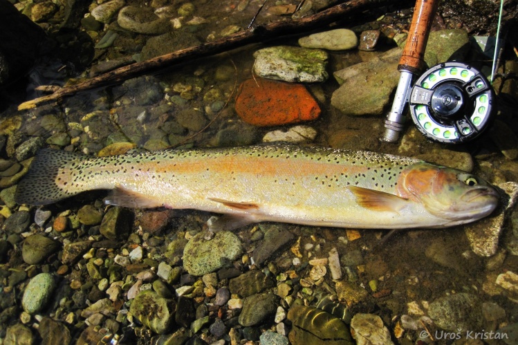 Good size rainbow trout