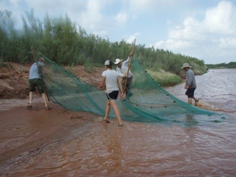 Red River fish surveys - Panhandle, TX