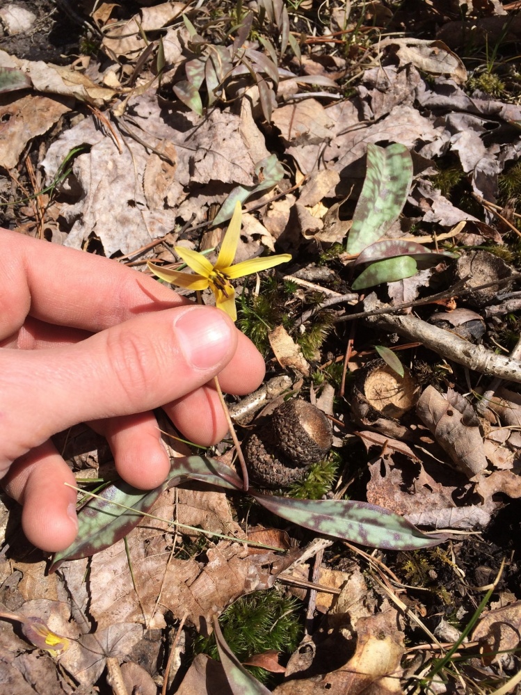 I like these, probably because they're called Trout Lilies