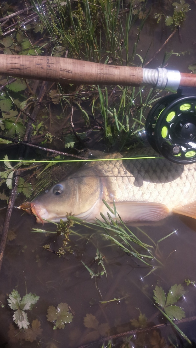 No monster but my first carp on my own fly, very satisfying. 